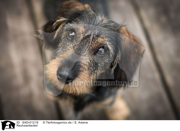 Rauhaardackel / wirehaired Dachshund / SAD-01218