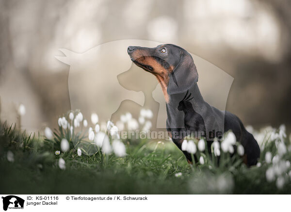 junger Dackel / young Dachshund / KS-01116