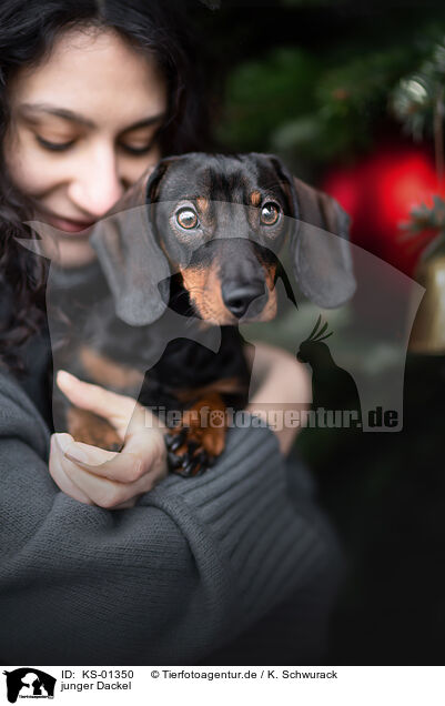 junger Dackel / young Dachshund / KS-01350