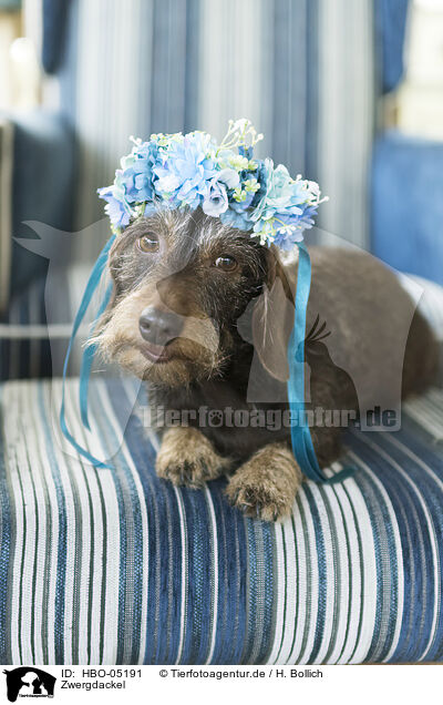 Zwergdackel / Dachshund / HBO-05191