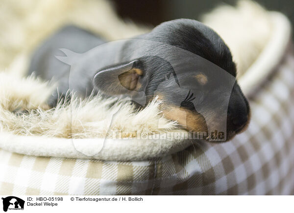 Dackel Welpe / Dachshund Puppy / HBO-05198