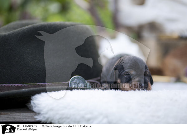Dackel Welpe / Dachshund Puppy / LH-02432