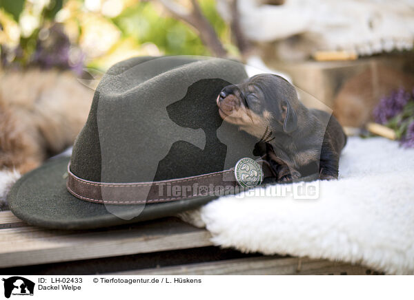 Dackel Welpe / Dachshund Puppy / LH-02433