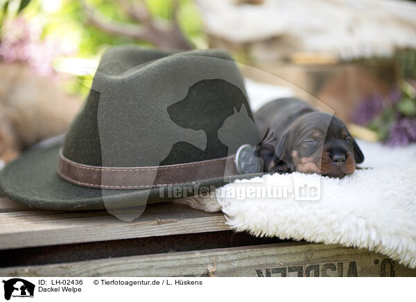 Dackel Welpe / Dachshund Puppy / LH-02436