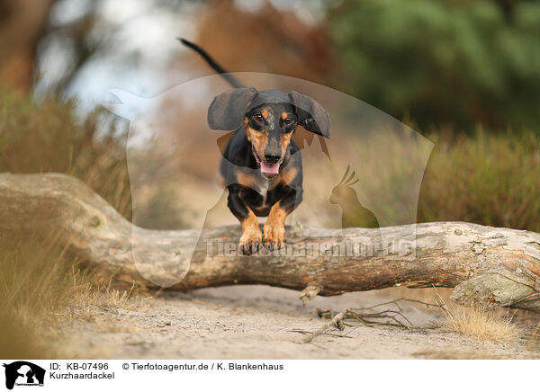 Kurzhaardackel / shorthaired Dachshund / KB-07496