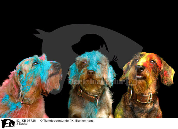 3 Dackel / 3 Dachshunds / KB-07728