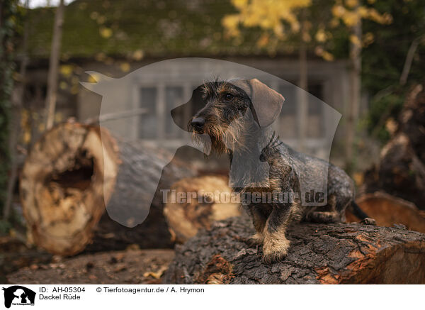 Dackel Rde / male Dachshund / AH-05304
