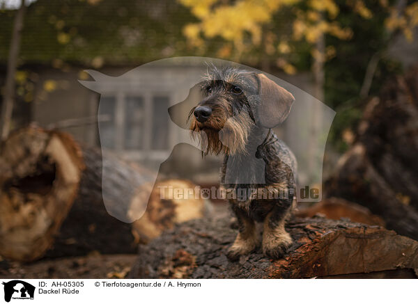 Dackel Rde / male Dachshund / AH-05305