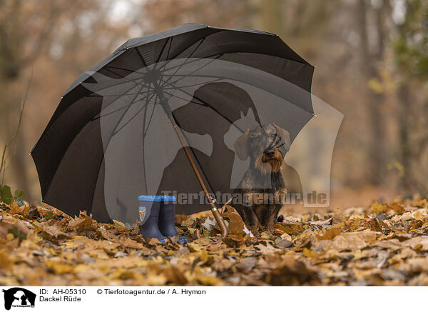 Dackel Rde / male Dachshund / AH-05310