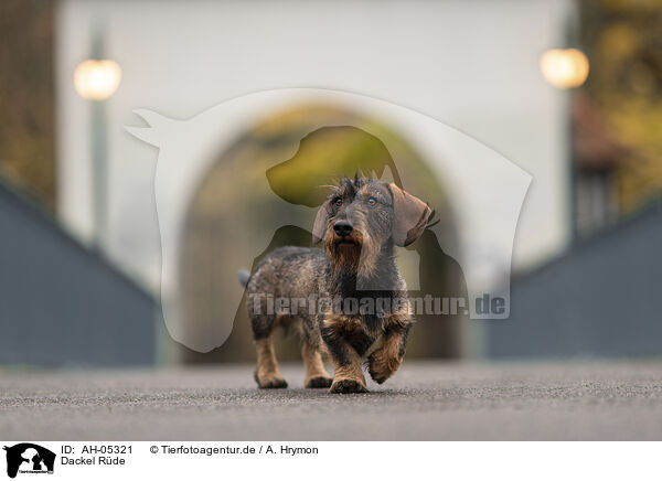 Dackel Rde / male Dachshund / AH-05321