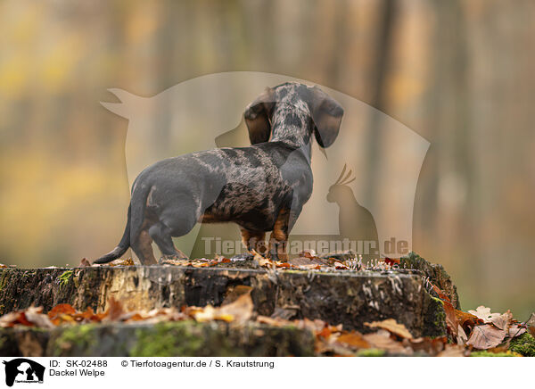 Dackel Welpe / Dachshund Puppy / SK-02488