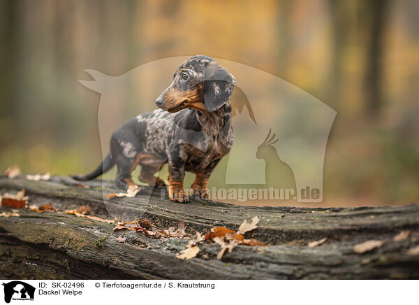 Dackel Welpe / SK-02496