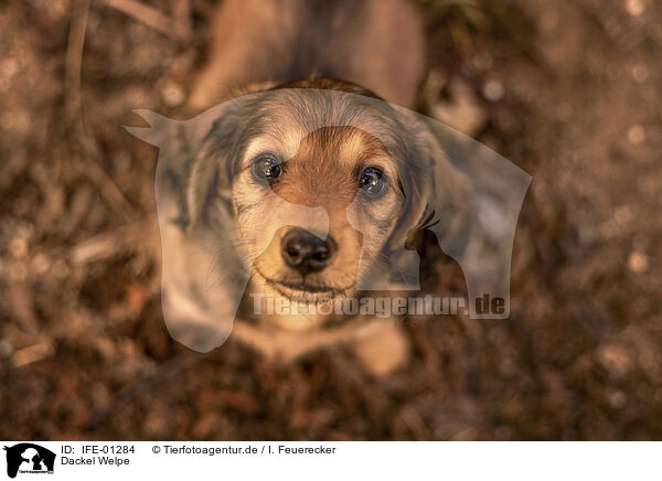 Dackel Welpe / Dachshund Puppy / IFE-01284