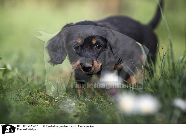 Dackel Welpe / Dachshund Puppy / IFE-01287