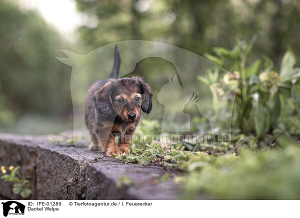 Dackel Welpe / Dachshund Puppy / IFE-01289