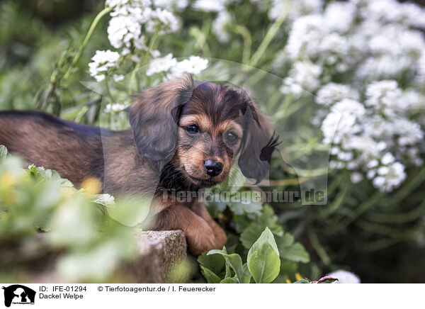 Dackel Welpe / Dachshund Puppy / IFE-01294