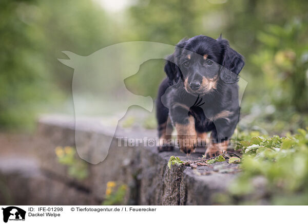 Dackel Welpe / Dachshund Puppy / IFE-01298
