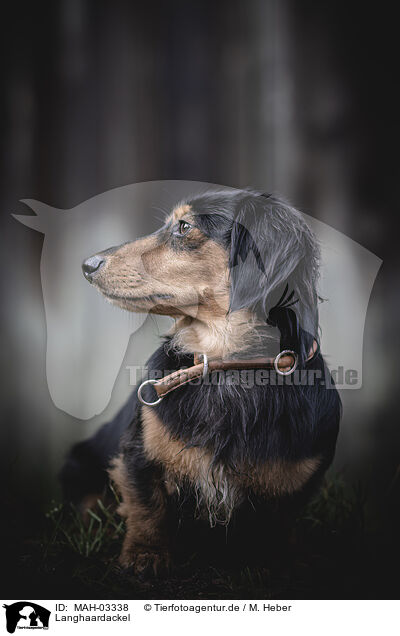 Langhaardackel / MAH-03338