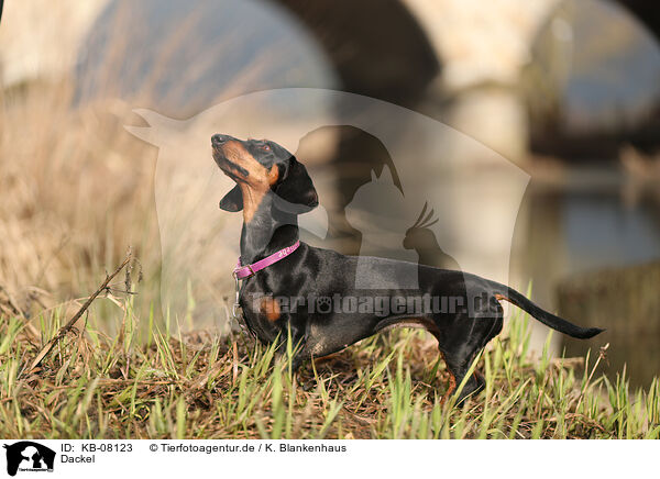 Dackel / Dachshund / KB-08123