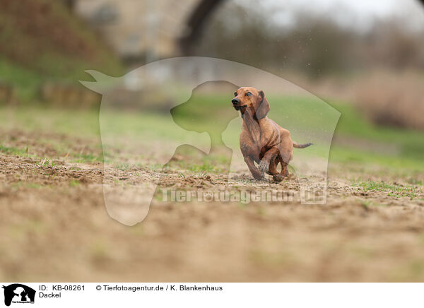 Dackel / Dachshund / KB-08261