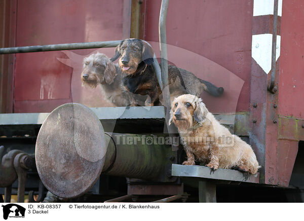 3 Dackel / 3 Dachshunds / KB-08357
