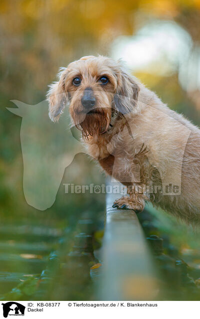 Dackel / Dachshund / KB-08377