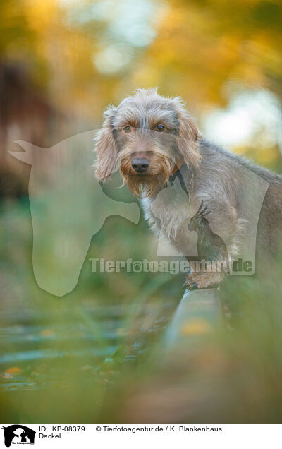 Dackel / Dachshund / KB-08379