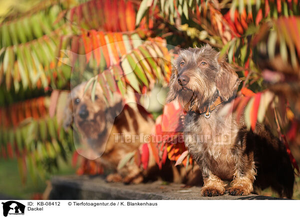 Dackel / Dachshund / KB-08412