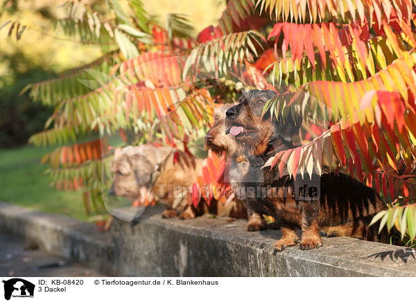 3 Dackel / 3 Dachshunds / KB-08420