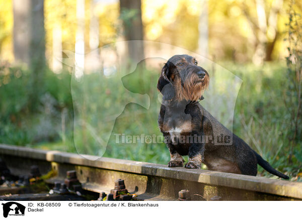 Dackel / Dachshund / KB-08509