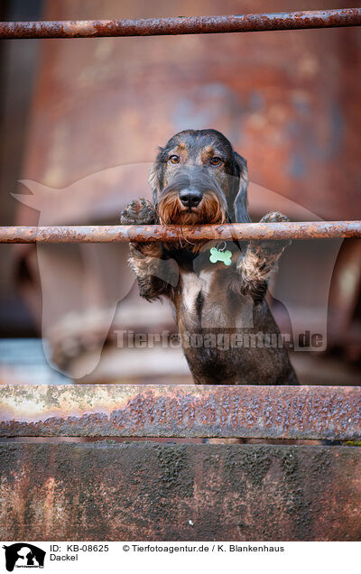 Dackel / Dachshund / KB-08625