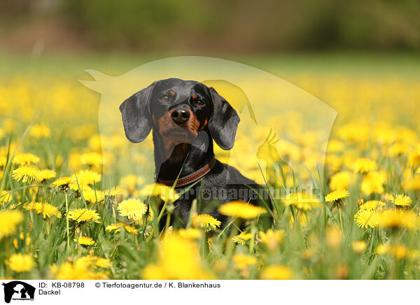 Dackel / Dachshund / KB-08798