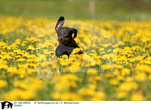 Dackel / Dachshund / KB-08800