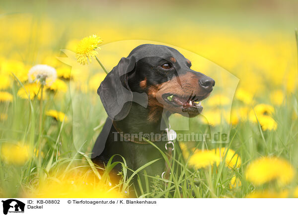 Dackel / Dachshund / KB-08802