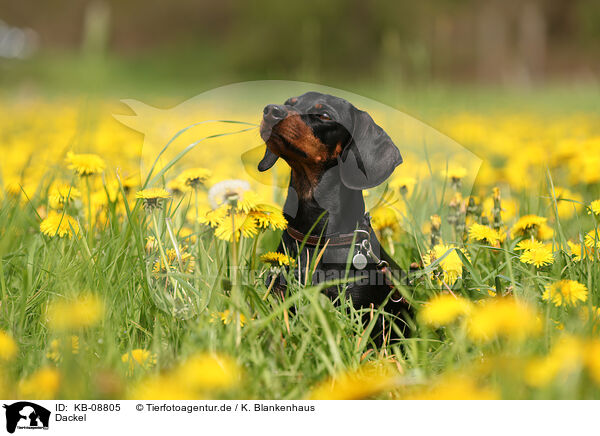 Dackel / Dachshund / KB-08805