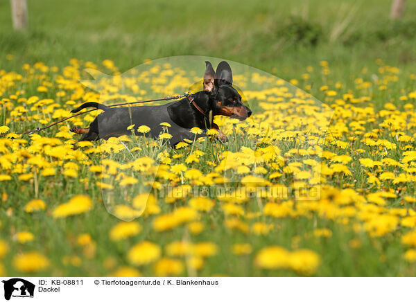 Dackel / Dachshund / KB-08811