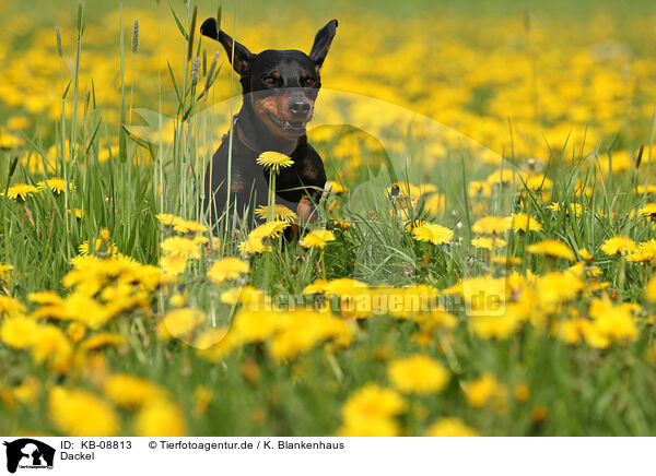 Dackel / Dachshund / KB-08813