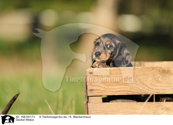 Dackel Welpe / Dachshund Puppy / KB-09173
