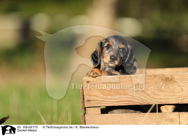 Dackel Welpe / Dachshund Puppy / KB-09175