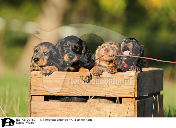 Dackel Welpen / Dachshund Puppies / KB-09180
