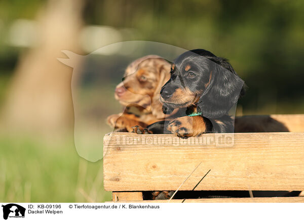 Dackel Welpen / Dachshund Puppies / KB-09196