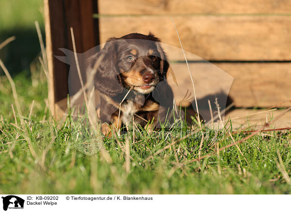 Dackel Welpe / Dachshund Puppy / KB-09202