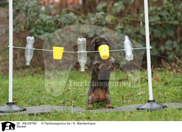 Dackel / Dachshund / KB-09780