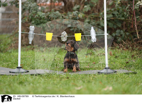 Dackel / Dachshund / KB-09789