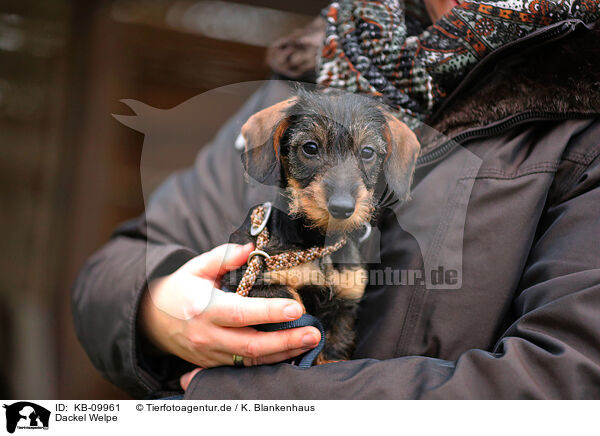 Dackel Welpe / Dachshund Puppy / KB-09961