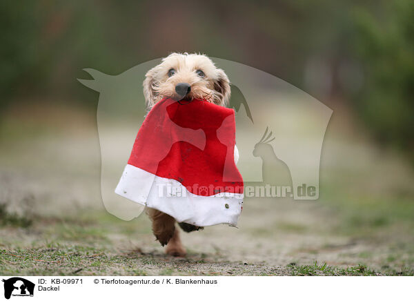Dackel / Dachshund / KB-09971
