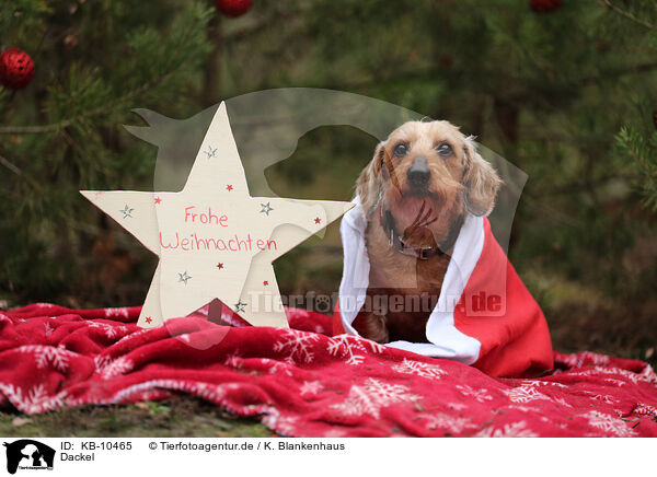 Dackel / Dachshund / KB-10465