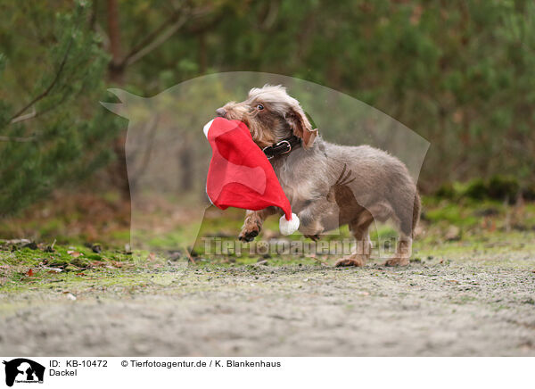 Dackel / Dachshund / KB-10472
