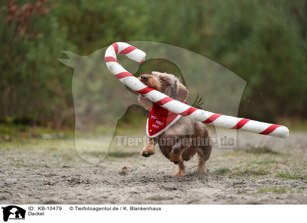 Dackel / Dachshund / KB-10479