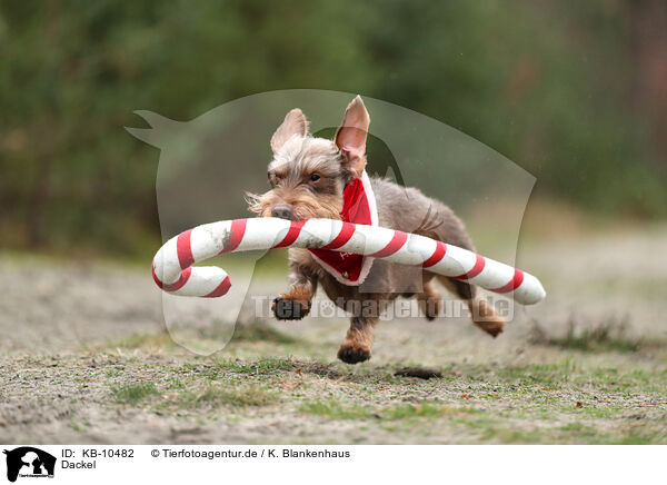 Dackel / Dachshund / KB-10482